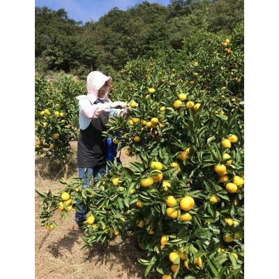 豊田さんちの採れたて「早生」みかん7.5㎏