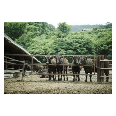 垣牧場直売「淡路姫和牛」切り落とし　1.2kg