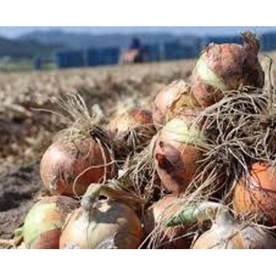 【新玉ねぎ】淡路島玉ねぎ とれたて完熟!! 新玉ちゃん 10kg　◆配送5月上旬～6月上旬