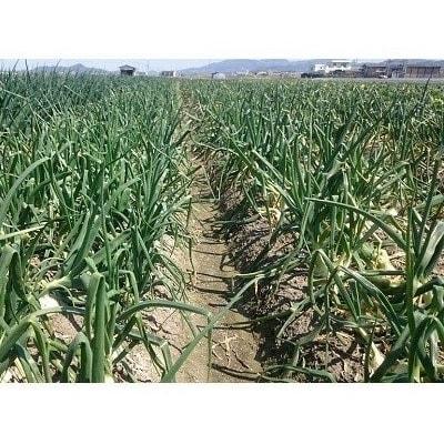 淡路島産玉ねぎ 5kg　◆配送令和8年5月中旬～