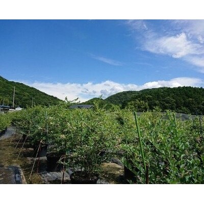 【加工にぴったり!/冷凍】淡路島　馬回集落のブルーベリー 1kg