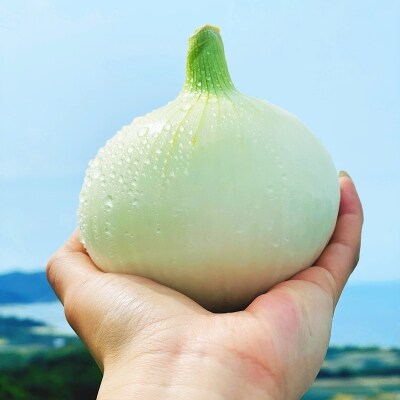 【KR.】 淡路島スイートオニオン 淡路島産新玉ねぎ 2.5kg