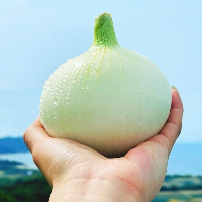  【新玉予約!】淡路島スイートオニオン 淡路島産新玉ねぎ　2.5kg　◆配送3月上旬-6月下旬頃