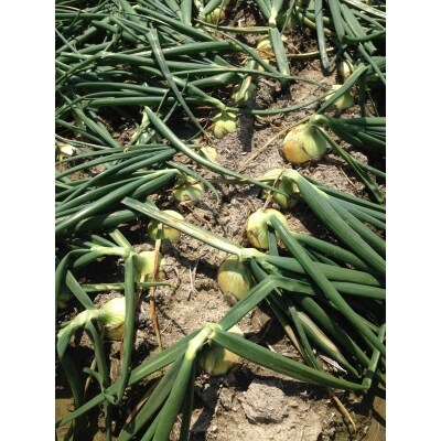 【Hope Will】新玉ねぎ シャーロットオニオン 4kg　◆配送3月～6月