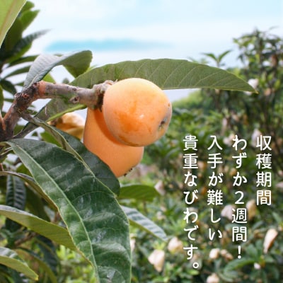【期間限定・数量限定】 淡路島灘びわ　◆配送6月中旬～