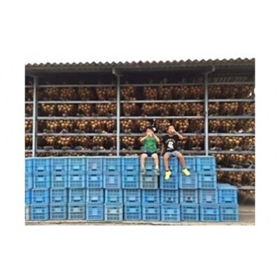 淡路島の農家の嫁から「完熟玉ねぎ 中生晩生 5kg」