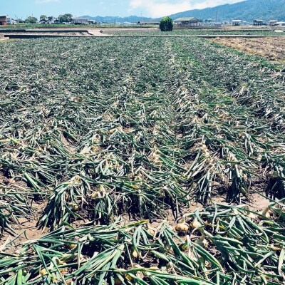 【みらいファーム】島たまねぎ　5kg