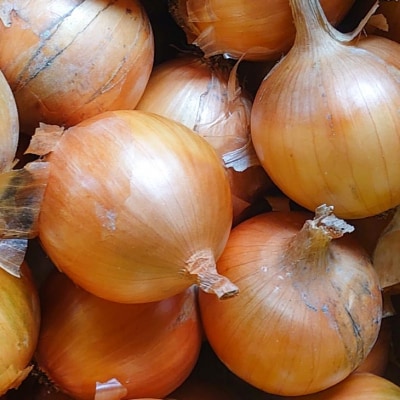 淡路島産玉ねぎ10kg　◆配送7月中旬～