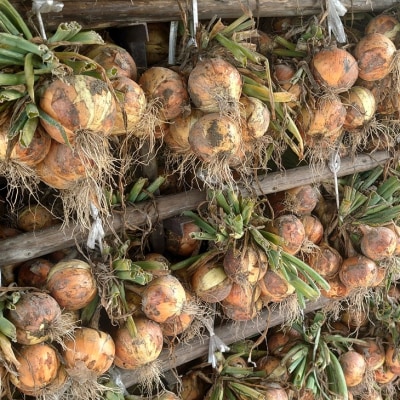 淡路島産玉ねぎ10kg　◆配送7月中旬～