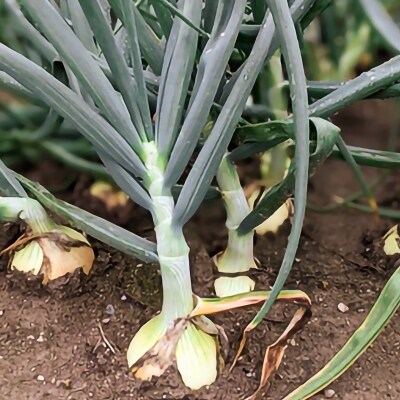 淡路島自然乾燥たまねぎ【玉ねぎ小屋から直送便】玉ねぎ5Kg!