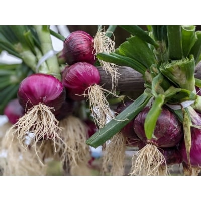 淡路島自然乾燥たまねぎ【玉ねぎ小屋から直送便】赤玉ねぎ5Kg!