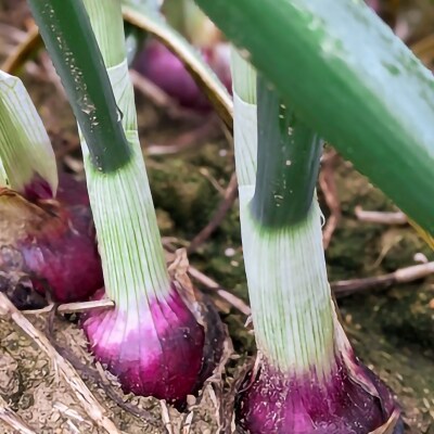 淡路島自然乾燥たまねぎ【玉ねぎ小屋から直送便】スペシャル5Kgセット!