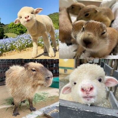 コアラのいる農業公園　淡路ファームパーク　イングランドの丘　入場券&飲食利用券(小人用)