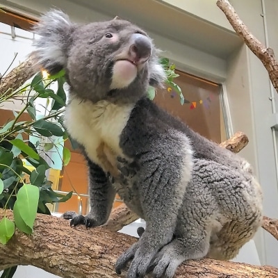 コアラのいる農業公園　淡路ファームパーク　イングランドの丘　入場券&飲食利用券(小人用)