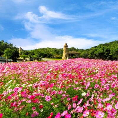コアラのいる農業公園　淡路ファームパーク　イングランドの丘　入場券&飲食利用券(小人用)