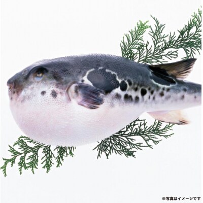 【冷凍】淡路島3年とらふぐ(活てっちり6人前)