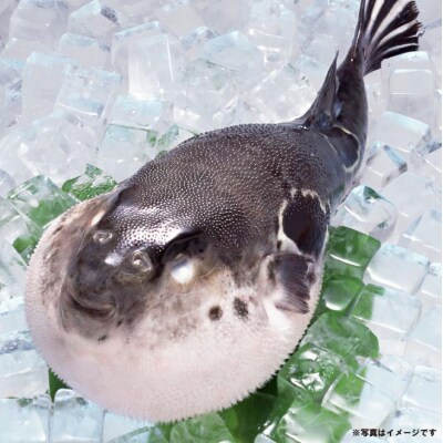 【冷凍】淡路島3年とらふぐ(活てっちり/白子付)5人前