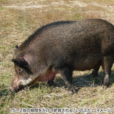 金猪豚 バラ スライス 500g