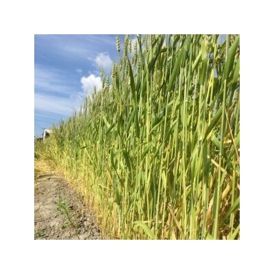 【Papilio】光のモビール「ヒンメリ」　光のシャワー