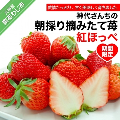 神代さんちの朝採り摘みたていちご　紅ほっぺ　◆配送1月中旬～ 