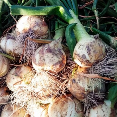 【新玉・ひょうご推奨ブランド】新玉ねぎ(淡路玉三郎)5kg ◆配送3月上旬～5月中