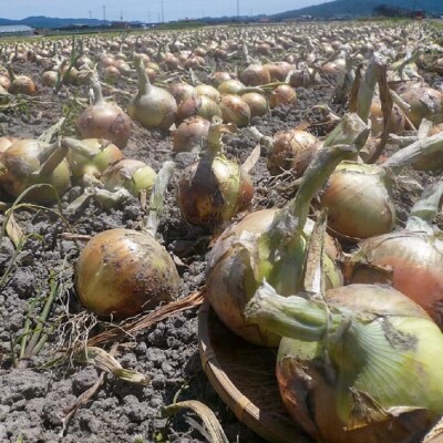 【新玉・ひょうご推奨ブランド】新玉ねぎ(淡路玉三郎)5kg ◆配送3月上旬～5月中