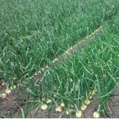 【新玉先行受付!】淡路島フルーツ玉ねぎ18kg　◆配送3月中旬～5月下旬