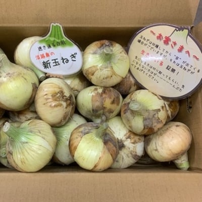 【Hope Will】新玉ねぎ　シャーロットオニオン 10kg