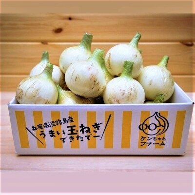 【新玉受付!】【ケンちゃんファーム】＼うまい玉ねぎできたでー/ 特別栽培・新玉ねぎ3kg (極早生)