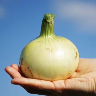 【新玉受付!】＼うまい玉ねぎできたでー/ 特別栽培・新玉ねぎ3kg