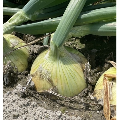 淡路島スイートオニオン 淡路島産新玉ねぎ　5kg　◆配送3月上旬-6月下旬頃