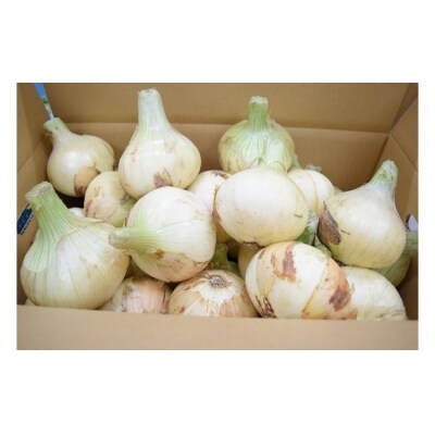 【美菜恋来屋】【新玉受付】淡路島たまねぎ　5kg