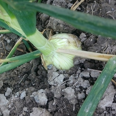 【新玉受付】淡路島産新玉ねぎ10kg　◆配送2月中旬～