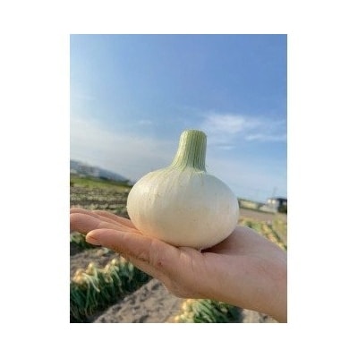【先行受付!】【ケンちゃんファーム】希少!特別栽培真っ白な白たまねぎ　3kg