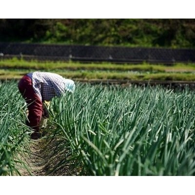 【先行受付!】【ケンちゃんファーム】希少!特別栽培真っ白な白たまねぎ　3kg