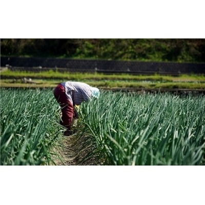 【先行受付!】【ケンちゃんファーム】特別栽培真っ白な白たまねぎ　10kg　