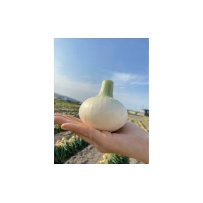 【先行受付!】【ケンちゃんファーム】特別栽培真っ白な白たまねぎ　10kg　