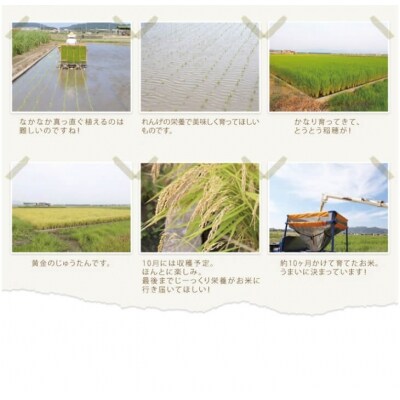 2023年収穫 南あわじ市松帆産 てっちゃんのれんげ米コシヒカリ 5kg(白米)