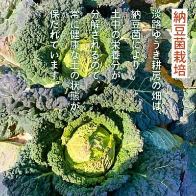 【淡路ゆうき耕房】国産では希少な納豆菌栽培!【期間限定】サボイキャベツ(ちりめんキャベツ)2個