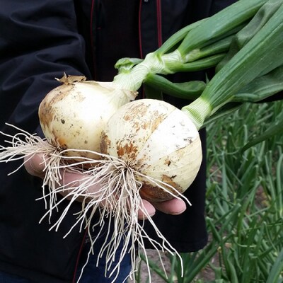 【あさひサンファーム】【10kg】兵庫県認証★特別栽培★淡路島新たまねぎ(配送3月上旬～)