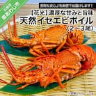 【花光】濃厚な甘みと旨味!天然イセエビボイル(2尾～3尾)【受取も安心♪冷凍便】