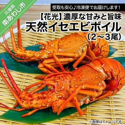 【花光】濃厚な甘みと旨味!天然イセエビボイル(2尾～3尾)【受取も安心♪冷凍便】