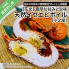 【花光】濃厚な甘みと旨味!天然イセエビボイル(小2尾)【旨さそのまま♪期間限定フレッシュ冷蔵便】