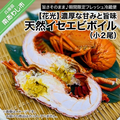 【花光】濃厚な甘みと旨味!天然イセエビボイル(小2尾)【旨さそのまま♪期間限定フレッシュ冷蔵便】