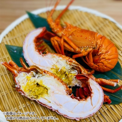 【花光】濃厚な甘みと旨味!天然イセエビボイル(小2尾)【旨さそのまま♪期間限定フレッシュ冷蔵便】