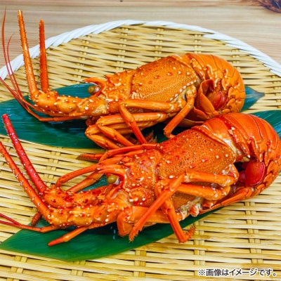 【花光】濃厚な甘みと旨味!天然イセエビボイル(小2尾)【旨さそのまま♪期間限定フレッシュ冷蔵便】