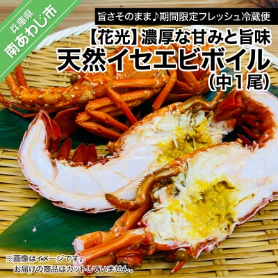 【花光】濃厚な甘みと旨味!天然イセエビボイル(中1尾)【旨さそのまま♪期間限定フレッシュ冷蔵便】