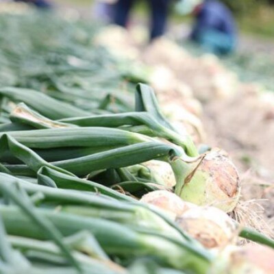淡路島産新玉ねぎ　うずしお甘玉ねぎ　5kg　◆配送2月下旬～6月下旬