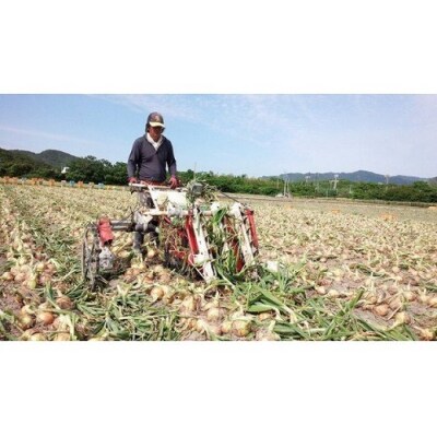 フルーツ玉ねぎ7kg　淡路島フルーツ玉ねぎ7kg