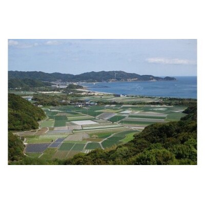 フルーツ玉ねぎ7kg　淡路島フルーツ玉ねぎ7kg